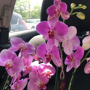 Meet your Posher, Salisha